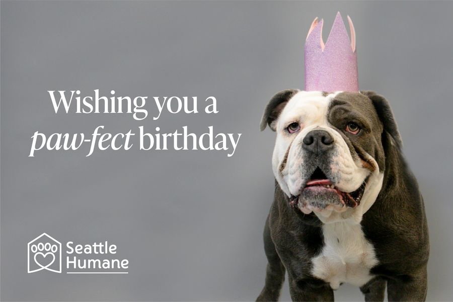 Raising Funds for Animal Welfare