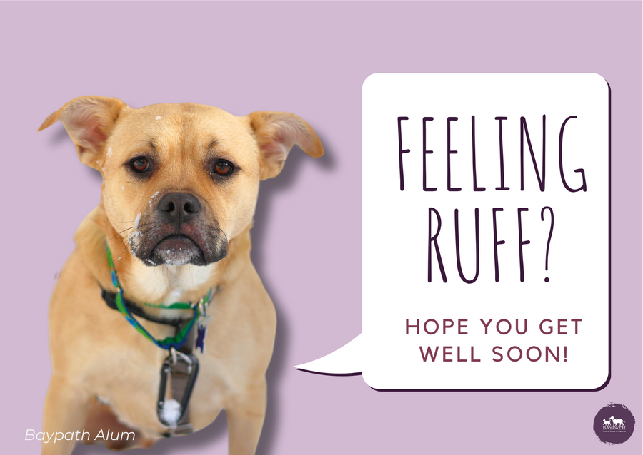 Animal Welfare Fundraising Cards